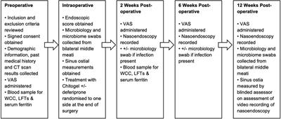 Chitogel with deferiprone following endoscopic sinus surgery: improved wound healing and microbiome